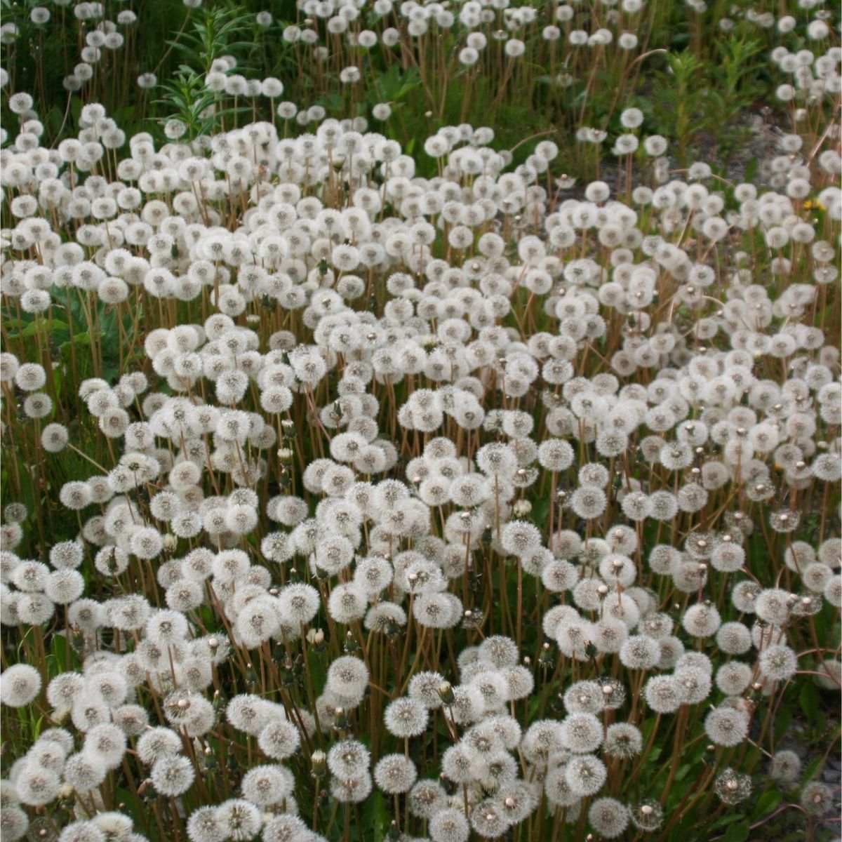 Field of dandelion puffballs. Image credit: Canva