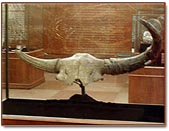 The steppe bison horns could span up to four feet. Pictured is a display with the norn sheath preserved in fossil. Horn sheaths usually break down quickly when an animal dies.