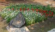The garden, planted and maintained as it appears today. Photo: Kate Wattum