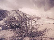 "Foliage," a toned silver print by Gary Freeburg.