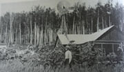 M.D. Snodgrass, regent and presidential aspirant, among the sunflowers at the Fairbanks Experiment Station. University of Alaska Fairbanks Archives, Agricultural Experiment Station Albums.