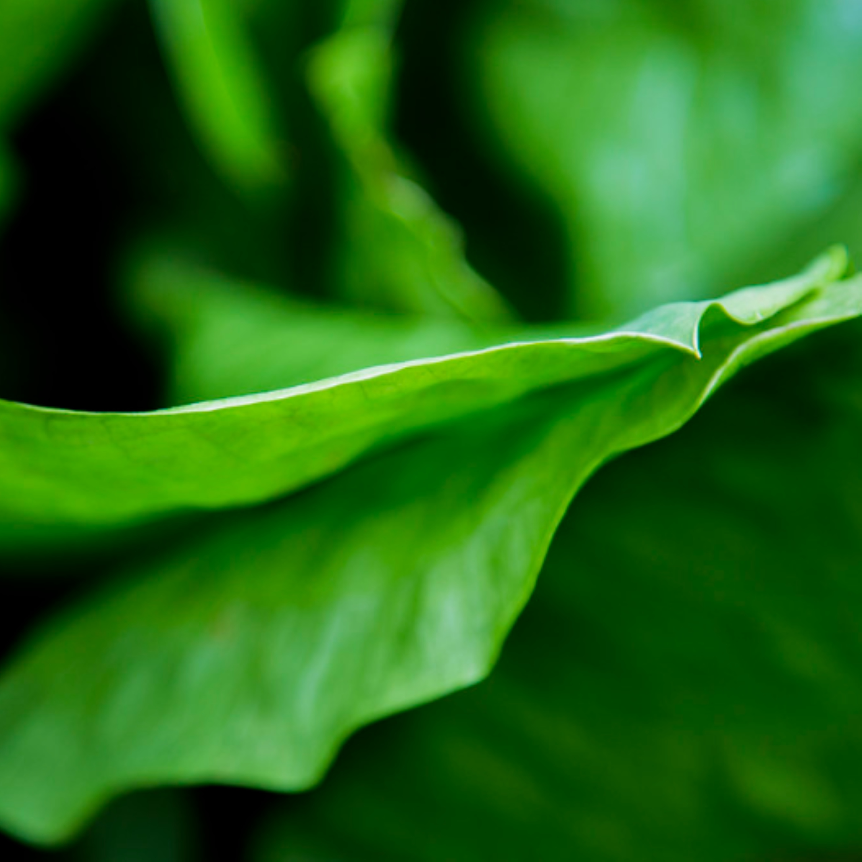 Leaf