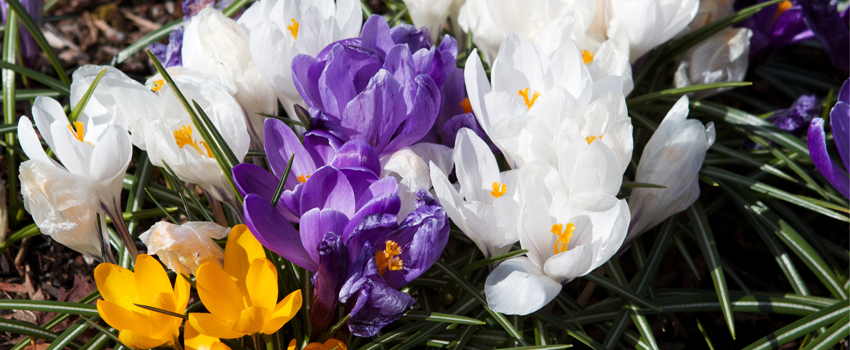 Photo of a spring crocuses